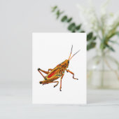 Carte Postale Grasshopper (Debout devant)