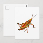 Carte Postale Grasshopper (Devant / Derrière)