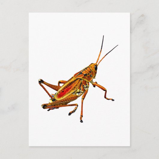 Carte Postale Grasshopper (Devant)