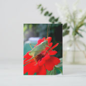 Carte Postale Grasshopper (Debout devant)