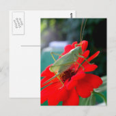 Carte Postale Grasshopper (Devant / Derrière)