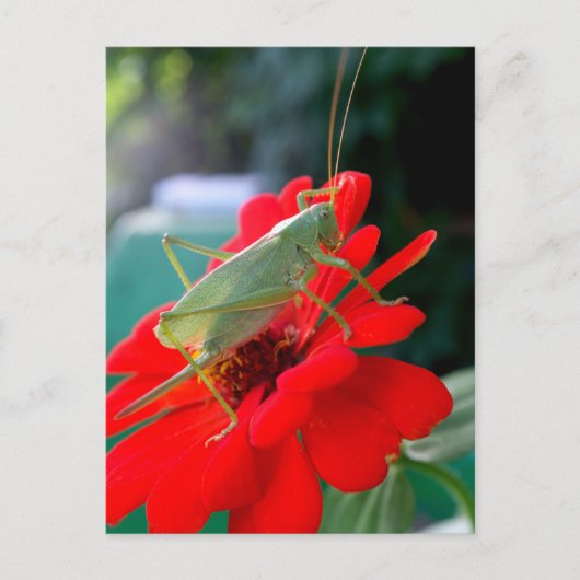 Carte Postale Grasshopper (Devant)