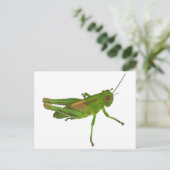 Carte Postale Grasshopper (Debout devant)