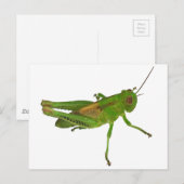Carte Postale Grasshopper (Devant / Derrière)