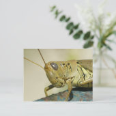 Carte postale Grasshopper. (Debout devant)