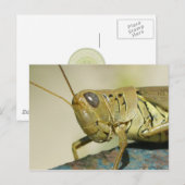 Carte postale Grasshopper. (Devant / Derrière)