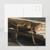 Carte Postale Grasshopper (Devant / Derrière)