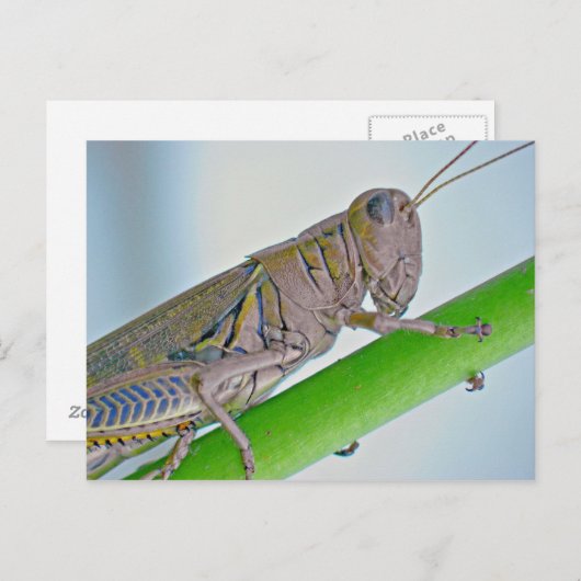 Carte postale Grasshopper. (Devant / Derrière)