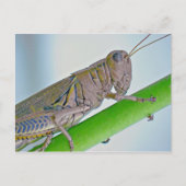 Carte postale Grasshopper. (Devant)