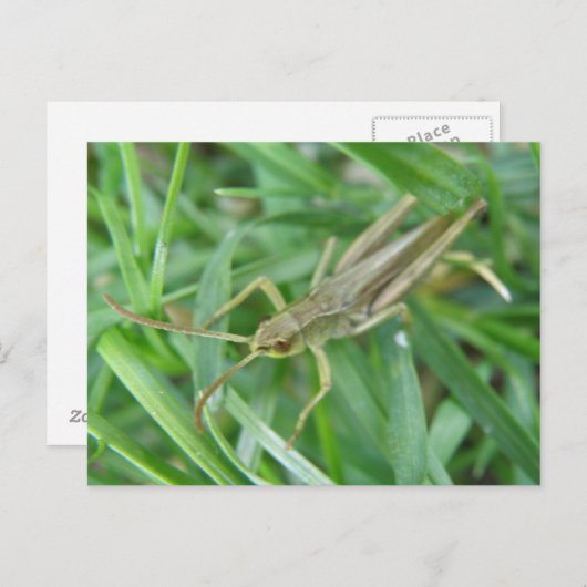 Carte postale Grasshopper (Devant / Derrière)