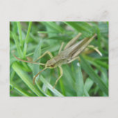 Carte postale Grasshopper (Devant)