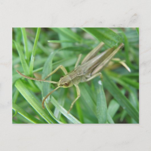 Carte postale Grasshopper (Devant)