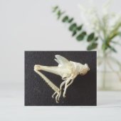 Carte Postale Grasshopper 1 -educatedbrainfart (Debout devant)