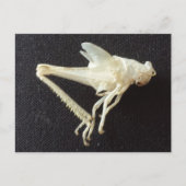 Carte Postale Grasshopper 1 -educatedbrainfart (Devant)