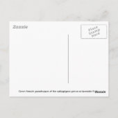 Carte Postale Grasshopper au-dessus de l'eau avec réflexion (Dos)