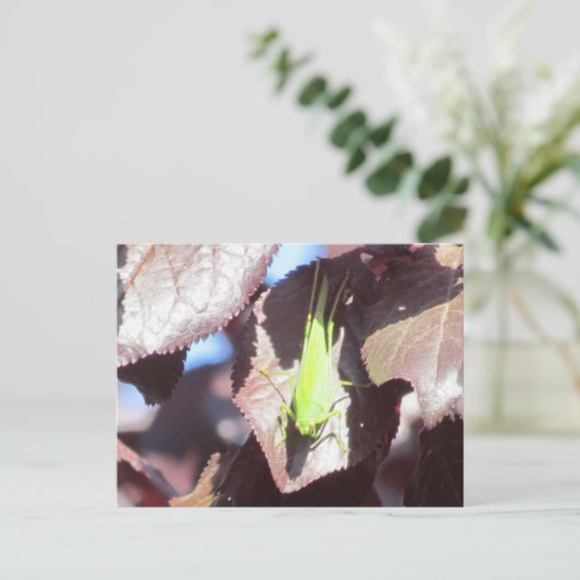 Carte postale - Grasshopper dans l'arbre (Debout devant)