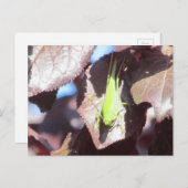 Carte postale - Grasshopper dans l'arbre (Devant / Derrière)