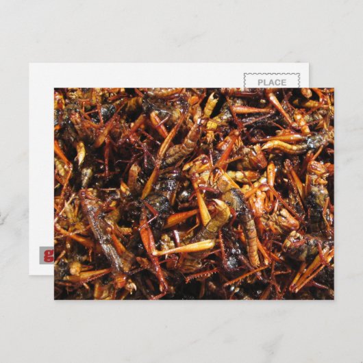 Carte Postale Grasshopper frit (Takkataen Thot) Alimentation asi (Devant / Derrière)
