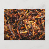 Carte Postale Grasshopper frit (Takkataen Thot) Alimentation asi (Devant)