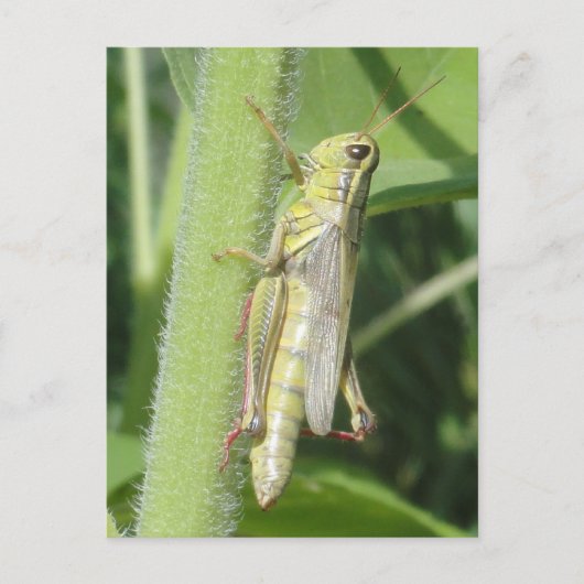 Carte Postale Grasshopper gros (Devant)