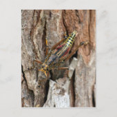 Carte postale Grasshopper Lubber (Devant)