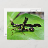 Carte Postale Grasshopper métallique (Devant / Derrière)