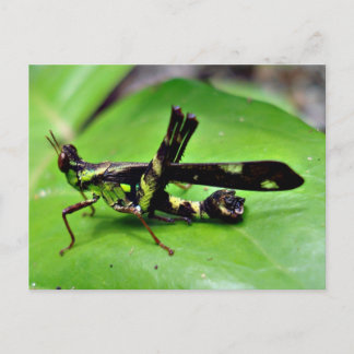 Carte Postale Grasshopper métallique