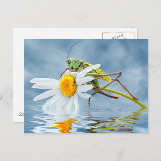 Carte Postale Grasshopper sur fleur marguerite (Devant / Derrière)