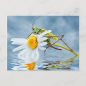 Carte Postale Grasshopper sur fleur marguerite (Devant)