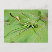 Carte Postale Grasshopper sur la feuille vue ci-dessus (Devant)