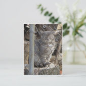 Carte Postale Grat Gris Chat 1 (Debout devant)