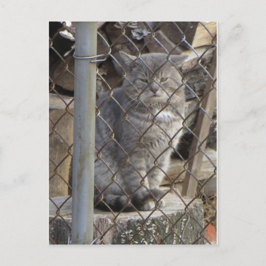 Carte Postale Grat Gris Chat 1 (Devant)
