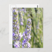 Carte Postale Gratitude (Devant / Derrière)