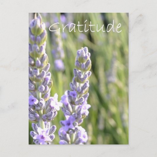 Carte Postale Gratitude (Devant)