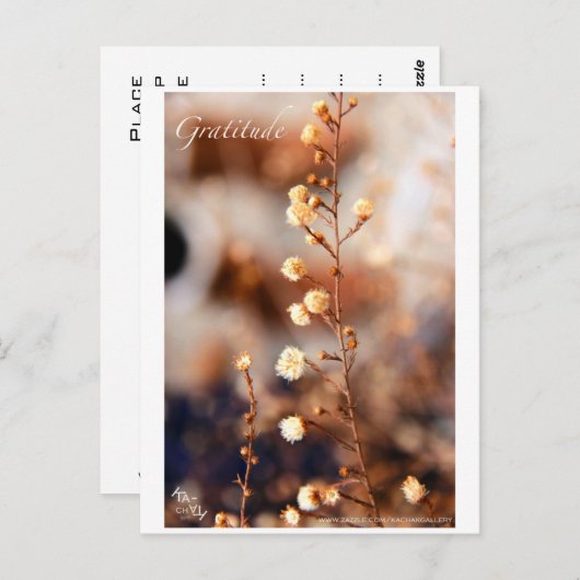 CARTE POSTALE GRATITUDE (Devant / Derrière)