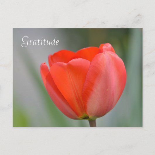Carte Postale Gratitude florale de la Tulipe rouge (Devant)