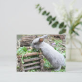 Carte Postale graues Häschen das frisst (Debout devant)