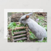 Carte Postale graues Häschen das frisst (Devant / Derrière)