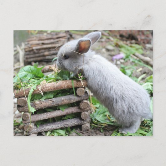 Carte Postale graues Häschen das frisst (Devant)