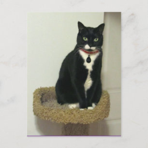 Carte Postale Grave Lucy