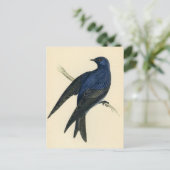 Carte Postale Gravure ancienne d'un Martinet pourpré (Debout devant)