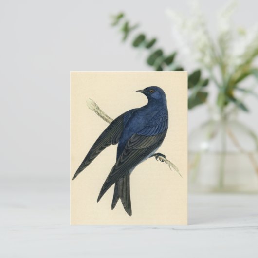 Carte Postale Gravure ancienne d'un Martinet pourpré (Debout devant)