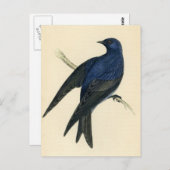 Carte Postale Gravure ancienne d'un Martinet pourpré (Devant / Derrière)