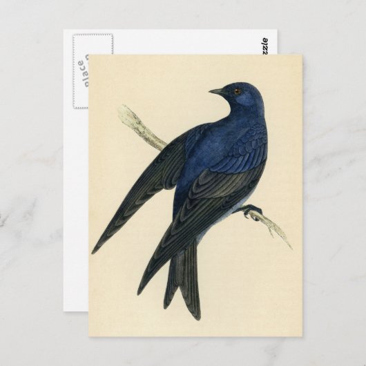 Carte Postale Gravure ancienne d'un Martinet pourpré (Devant / Derrière)