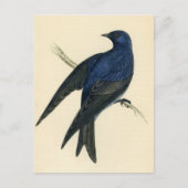 Carte Postale Gravure ancienne d'un Martinet pourpré (Devant)