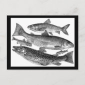 Carte Postale Gravure de poisson vintage (Devant)