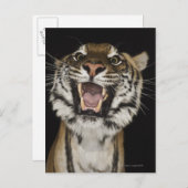 Carte Postale Gravure de tigre 2 (Devant / Derrière)