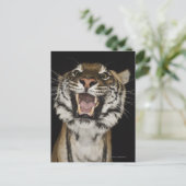 Carte Postale Gravure de tigre 2 (Debout devant)