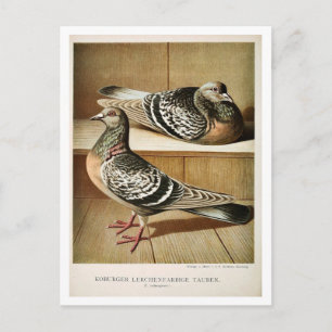 Carte Postale Gravure litho pigeon antique Coburger