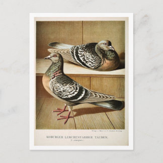 Carte Postale Gravure litho pigeon antique Coburger